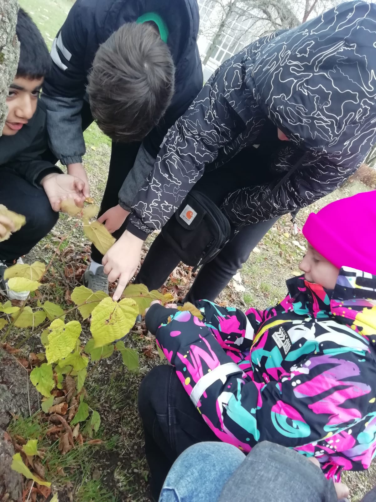 Юные исследователи изучают растительный покров на школьном дворе в рамках мероприятия «Наш школьный двор»